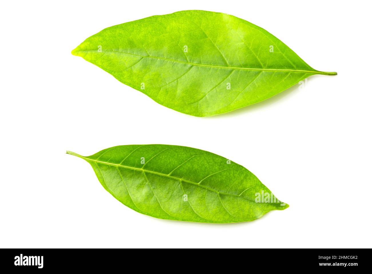 Green leaf isolated on white background Stock Photo - Alamy