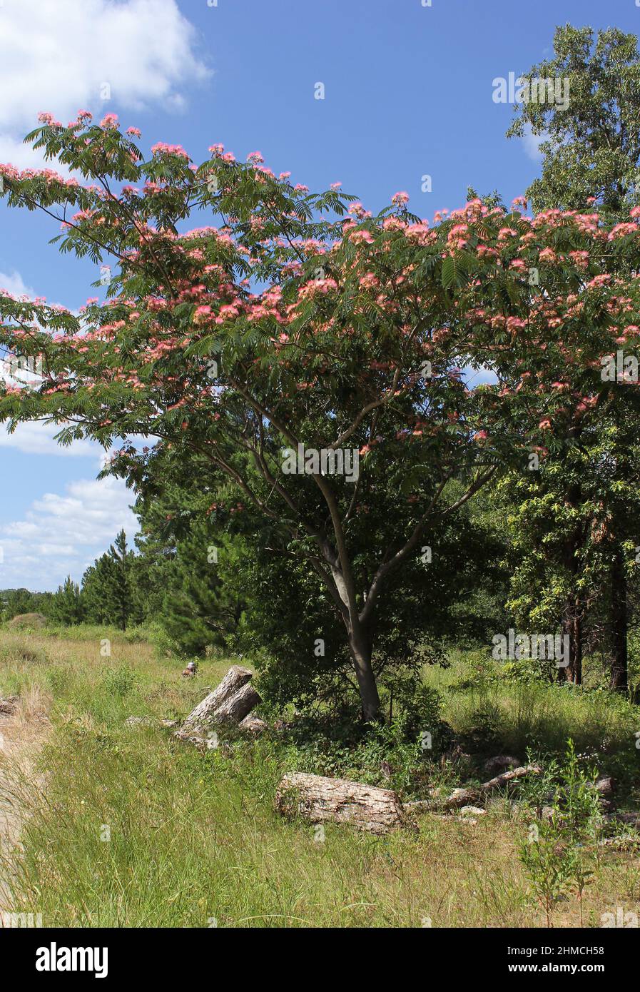 Persian Silk Tree in Bloom Growing in Rural East Texas Stock Photo