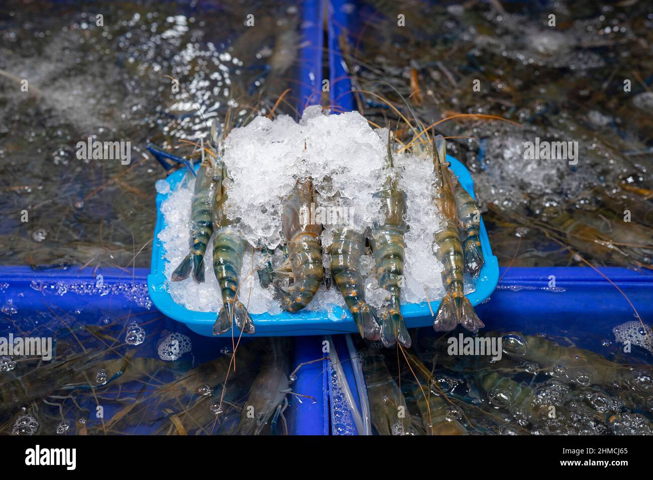 Shrimp in the ice pile for sales in Chonburi Province fresh market, Thailand. Stock Photo