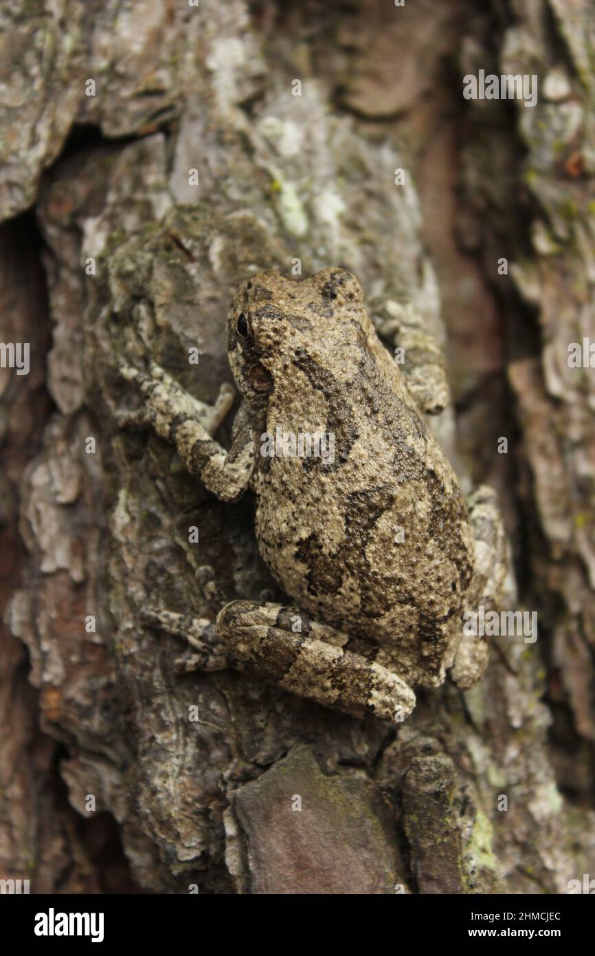 Gray Tree Frog Hyla chrysoscelis on pine tree in East Texas Stock Photo