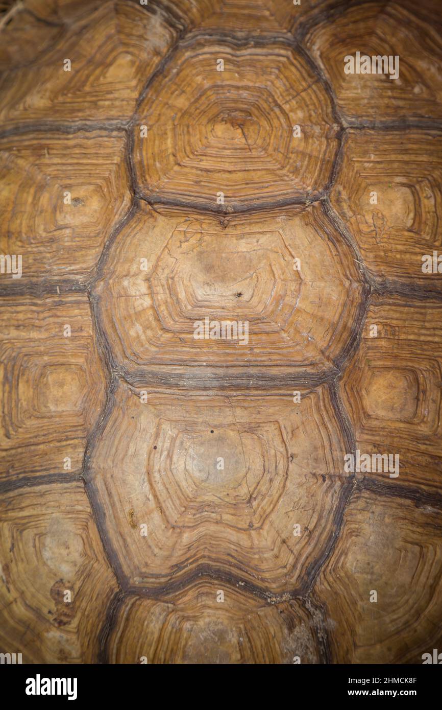 Giant tortoise shell background Stock Photo - Alamy