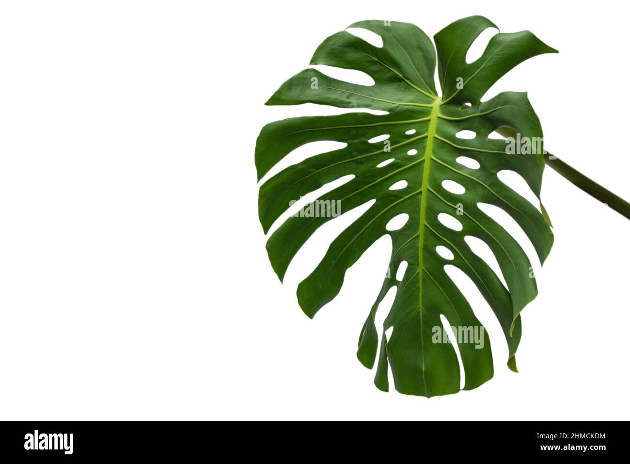Green plant monstera isolated on a white background Stock Photo - Alamy