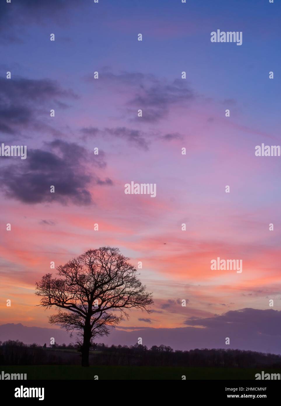 Tree silhouetted against a beautiful sunset sky in portrait form Stock ...