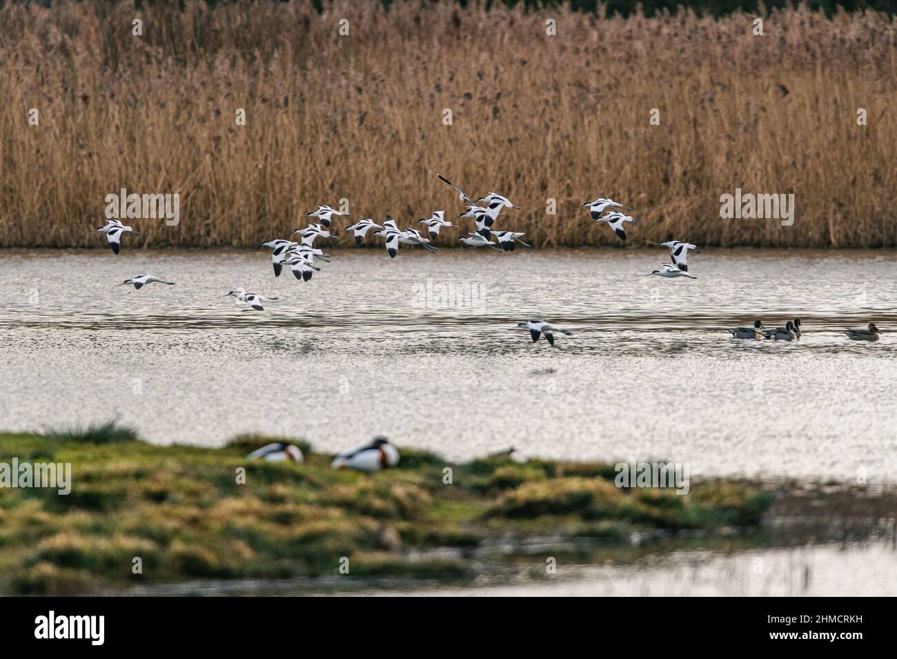 Pied Avocets, Recurvirostra avosetta in a flight over Marshland Stock Photo