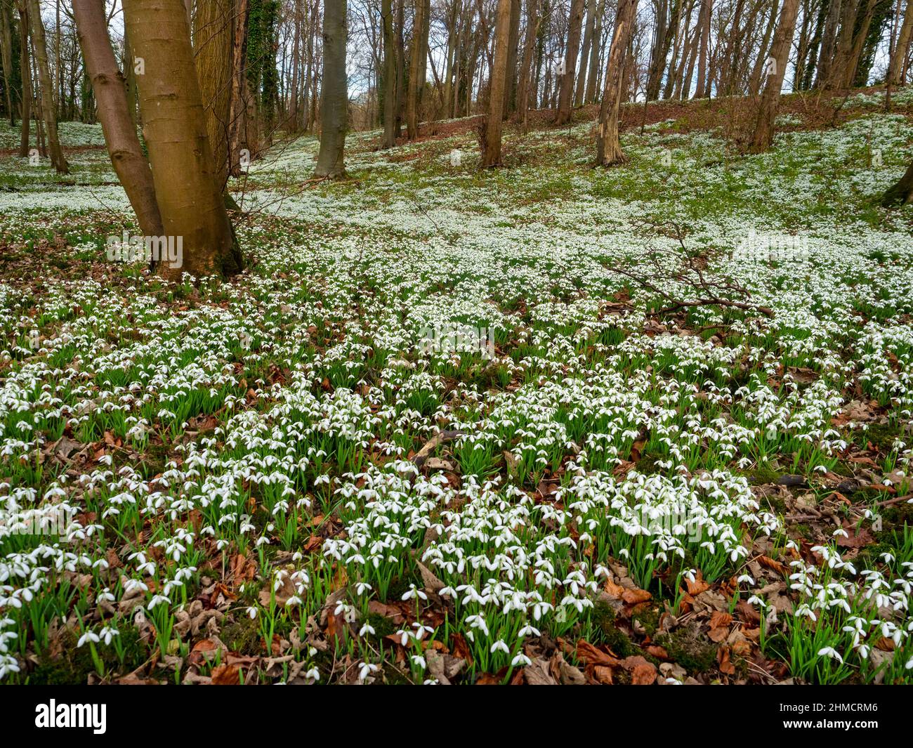 Carpet of Galanthus nivalis - Snowdrops  in woodland Spring Norfolk Stock Photo