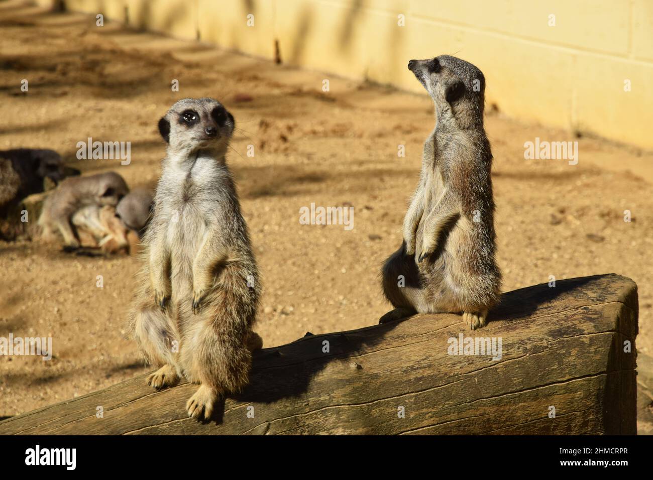 two meerkats on lookout Stock Photo