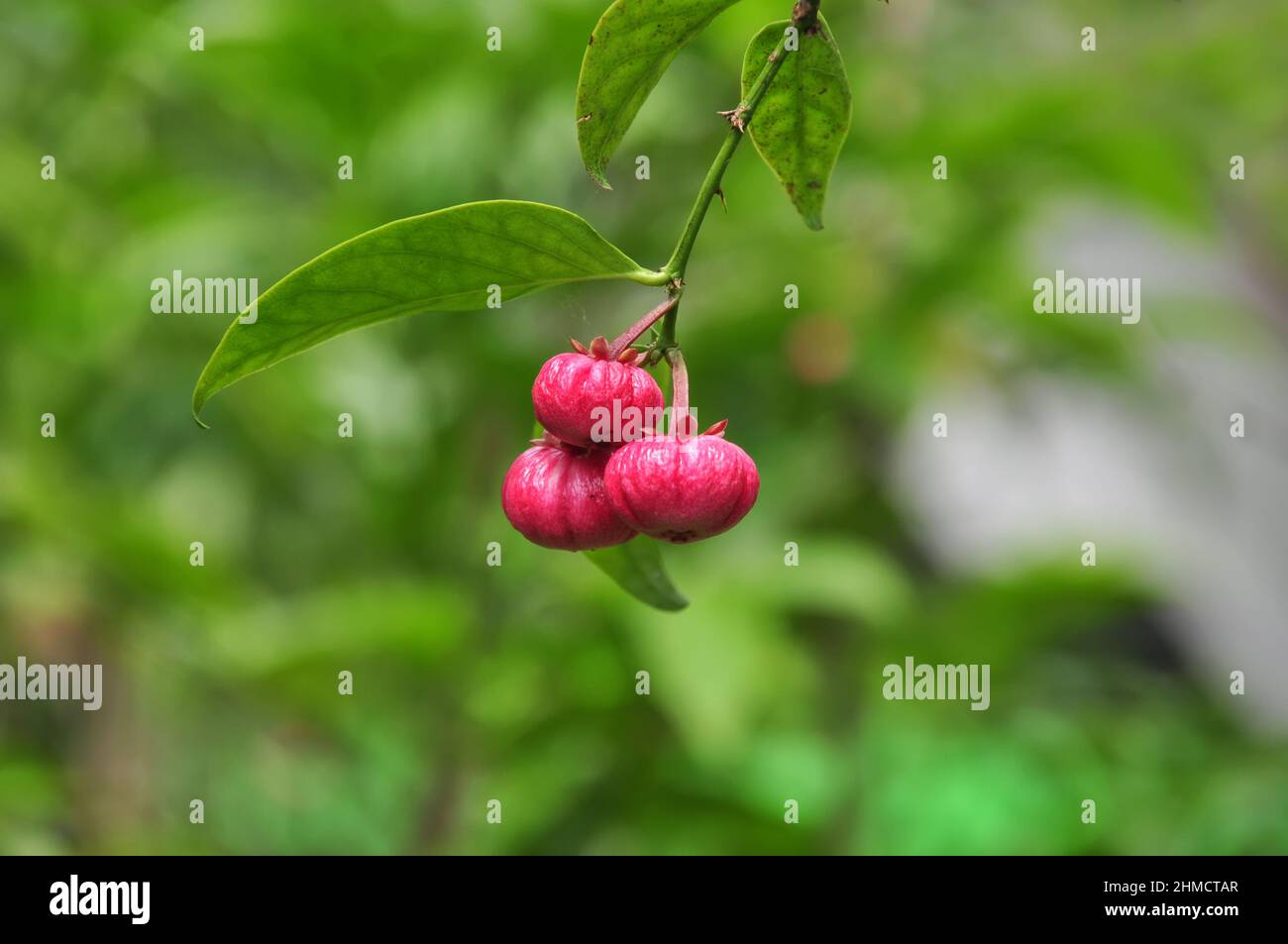 Close-up of Garcinia sp fruit green blur background Stock Photo