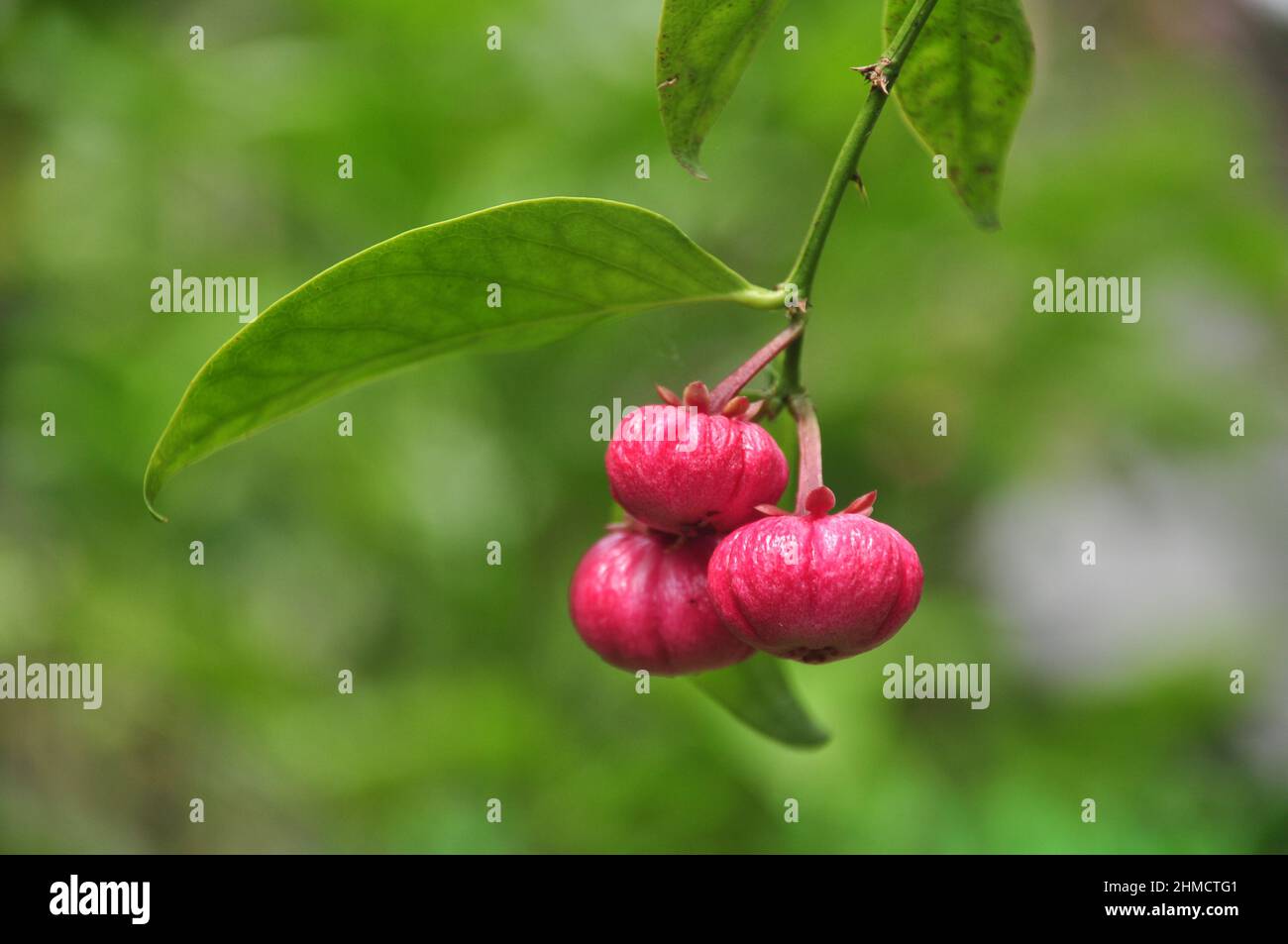 Close-up of Garcinia sp fruit green blur background Stock Photo