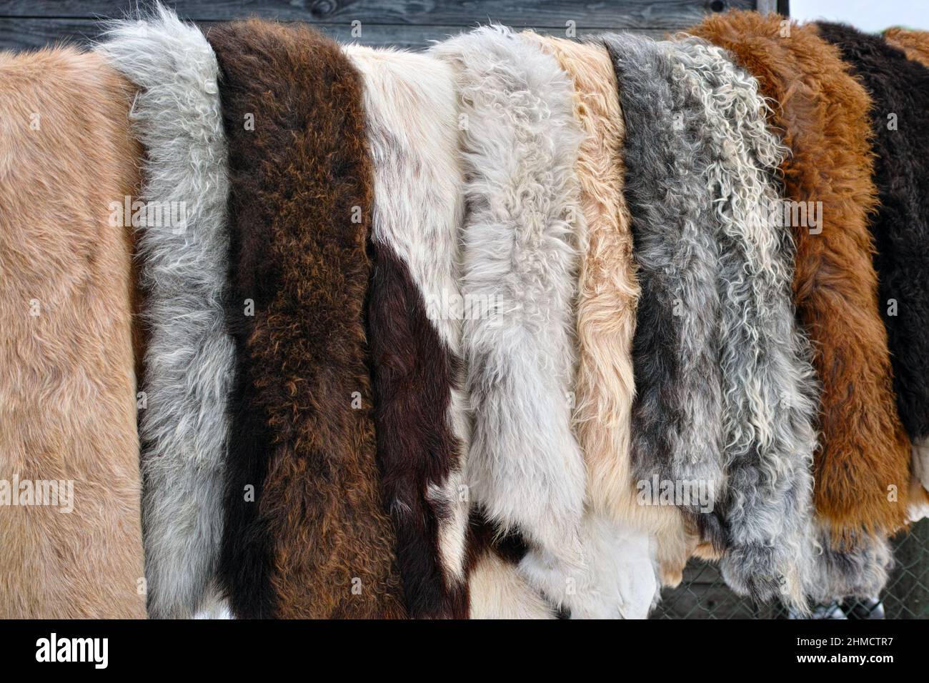 a hanger with tanned sheep skins for sale, outdoor shot Stock Photo Alamy