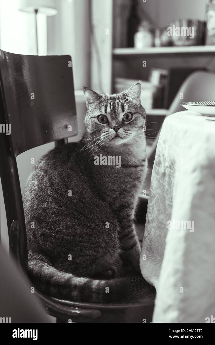 The cat sits on a chair near the dining table Stock Photo - Alamy