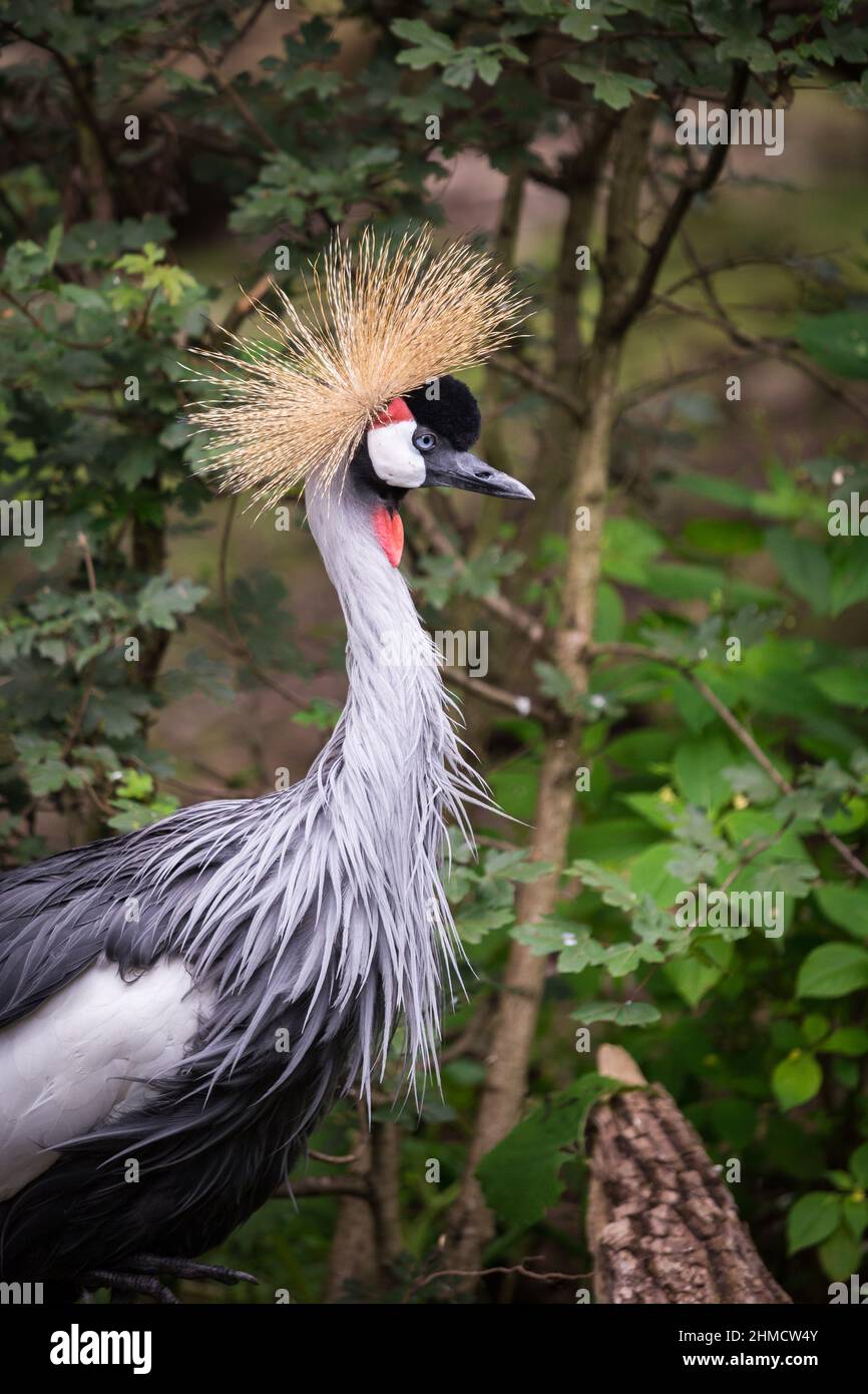 Grey Crowned Crane in Front of Bushes Stock Photo