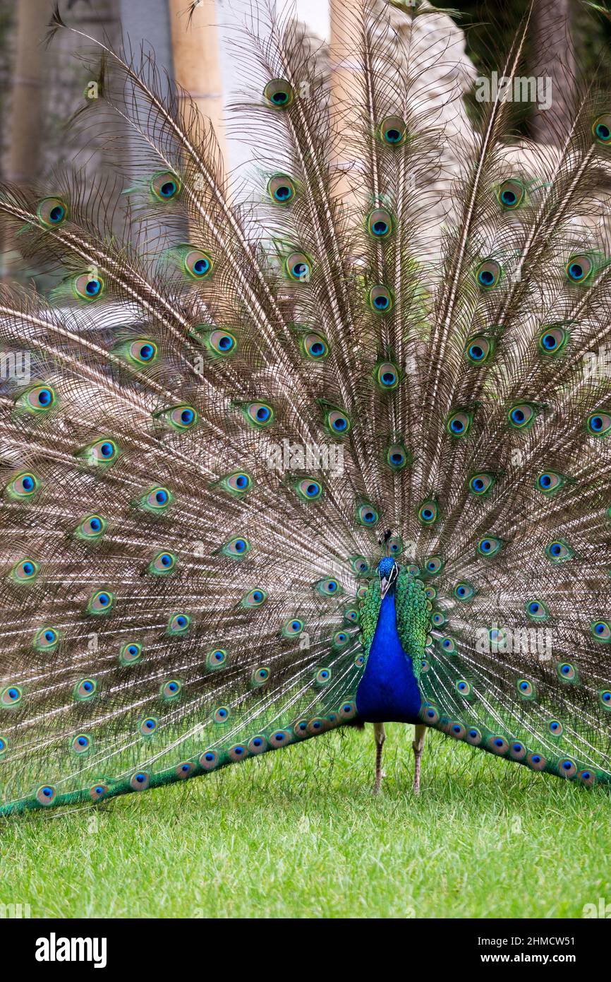 Frontview of Beautiful Male Peacock with Open Tail Stock Photo - Alamy