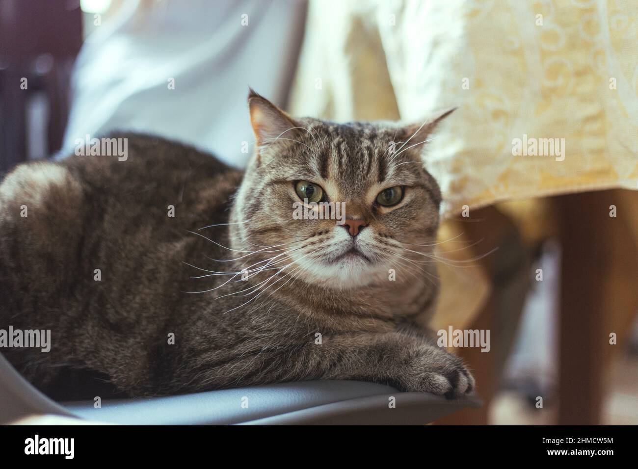The cat sits on a chair near the dining table Stock Photo - Alamy