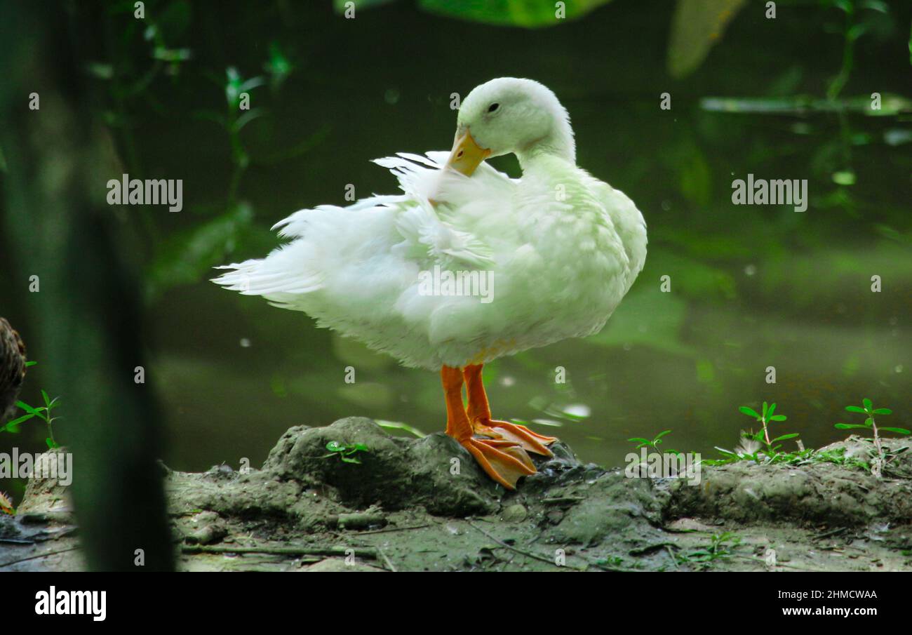 There is a beautiful white duck standing on the ground Stock Photo - Alamy