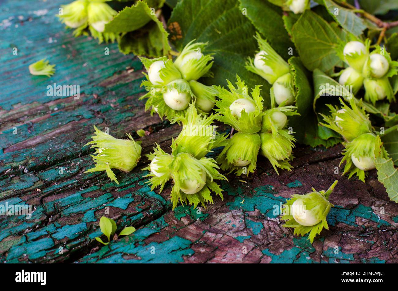 Hazelnut in shell hires stock photography and images Alamy