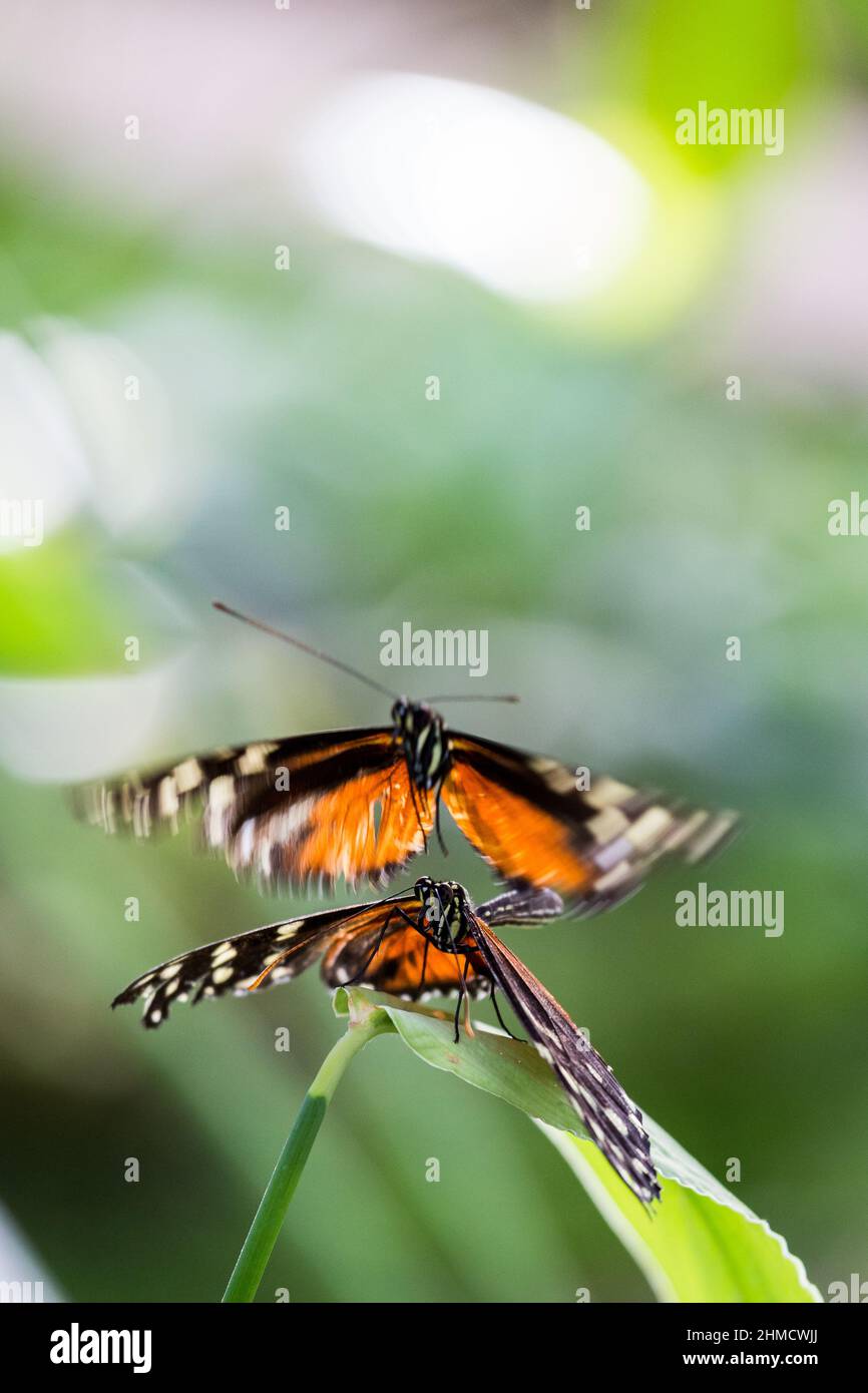 Two Golden Longwing (Heliconius Hecale) Butterflys during Mating Flight. Stock Photo