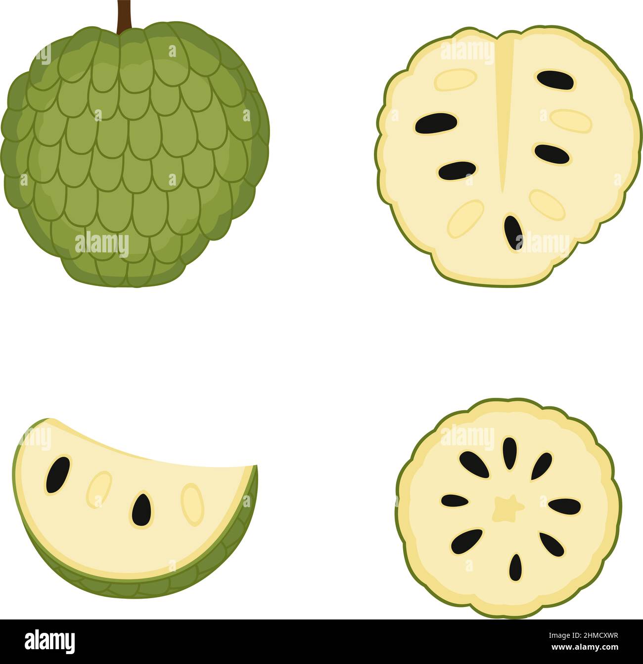 Sugar apple, whole fruit, slice. Ripe cherimoya (custard apple). Annona, vector illustration Stock Vector