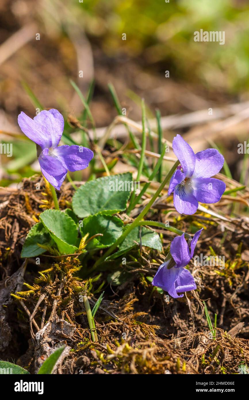 Beautiful Viola flower in the springtime Stock Photo