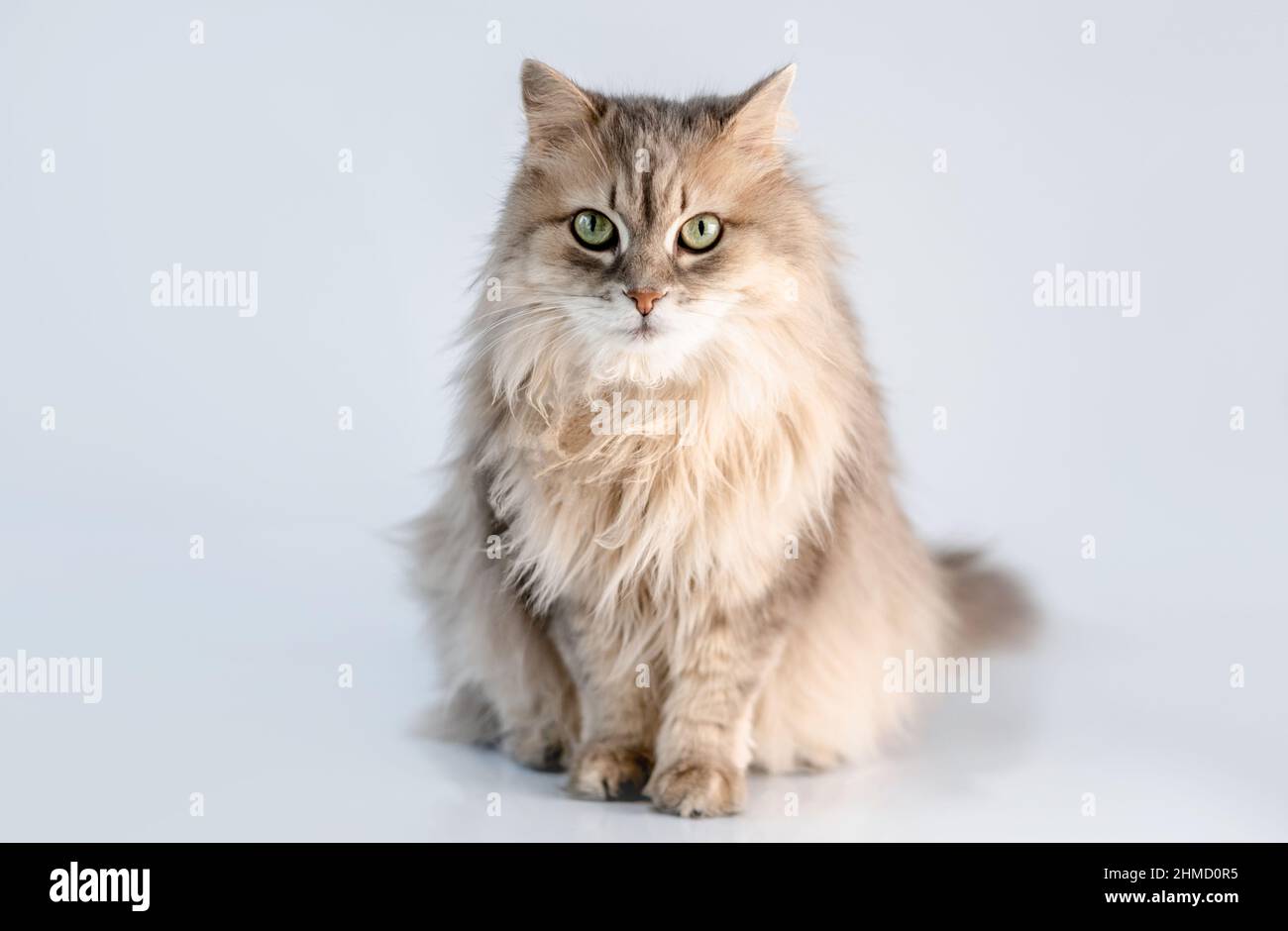 Lovely fluffy cat Stock Photo