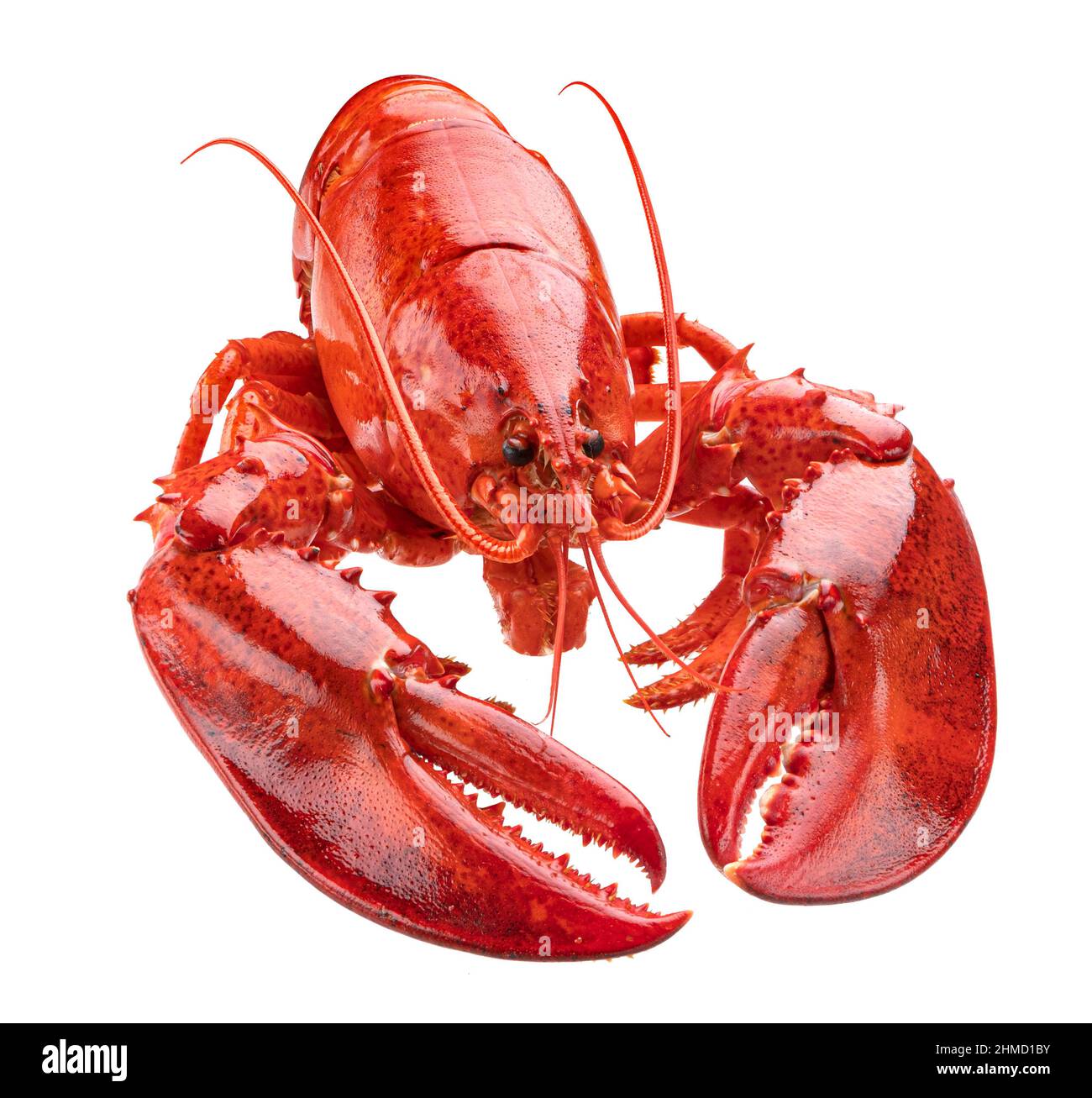 Cooked lobster isolated on white background, full depth of field Stock Photo
