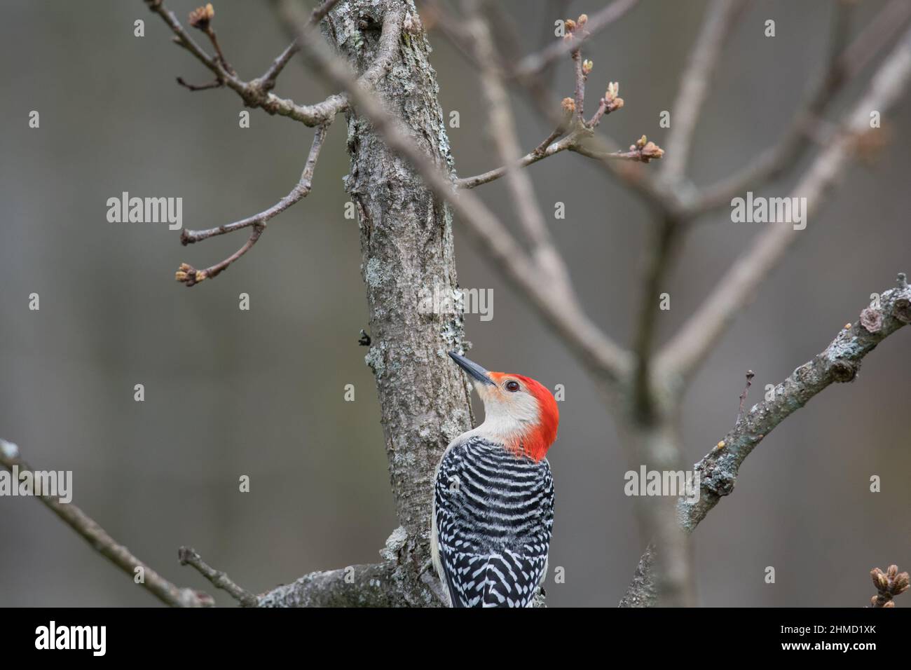 Red-Bellied Woodpecker climbing along a tree Stock Photo