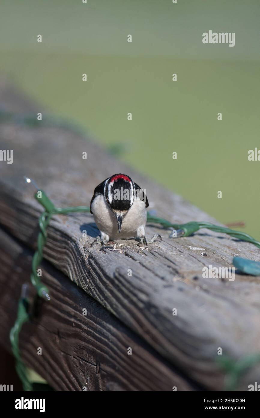 Downy Woodpecker pecking at a railing in New York Stock Photo