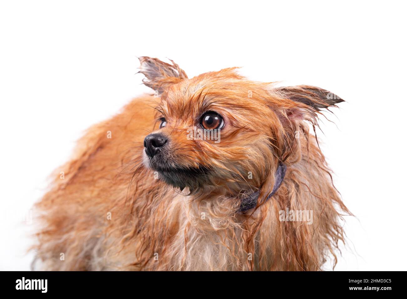 Wet funny Orange Pomeranian Spitz. The dog is washed before the haircut and grooming. Isolated on white background. Stock Photo