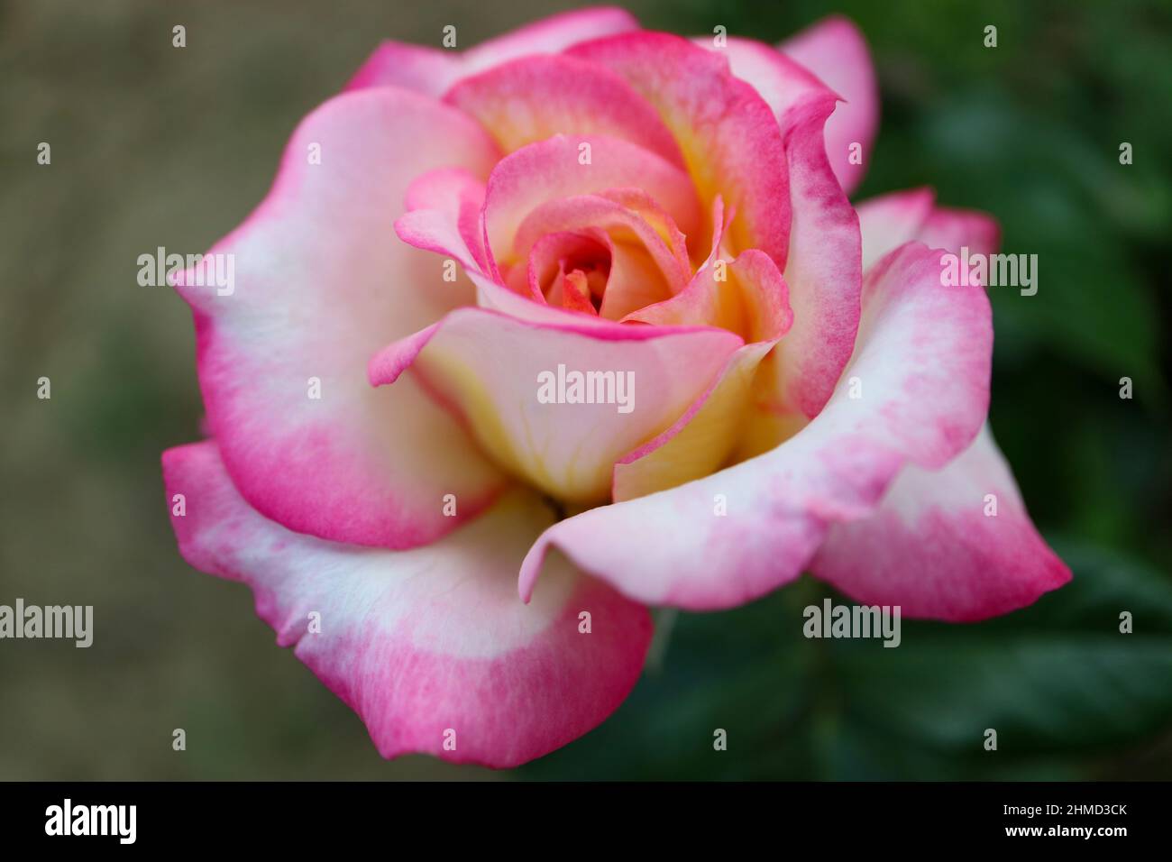 Rose with white , pink  and yellow petals and green leaves, colorful rose in the garden, rose head macro, blooming flower, beauty in nature, floral Stock Photo