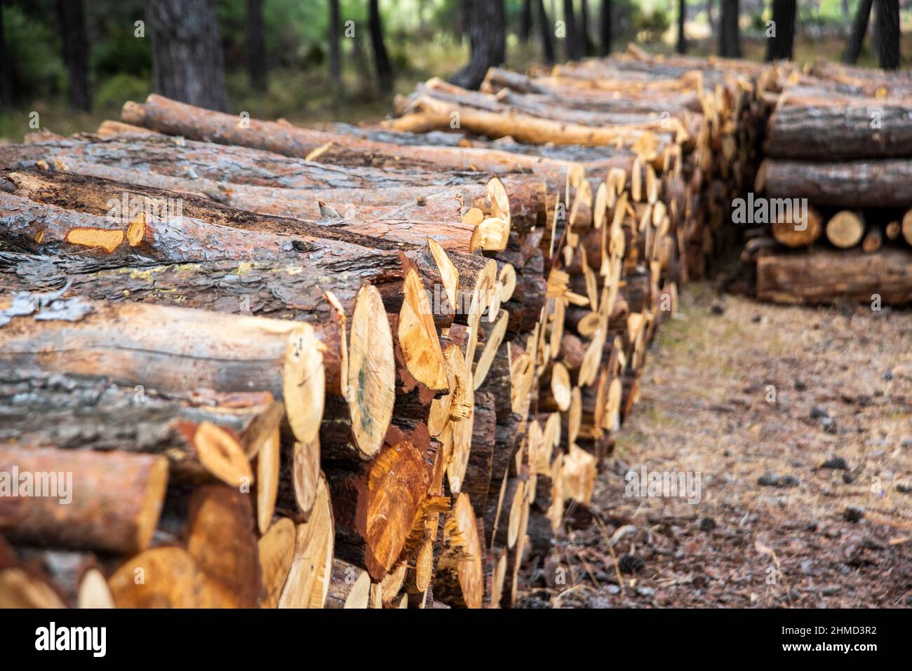 Fresh cut pine tree logs in the forest Stock Photo Alamy