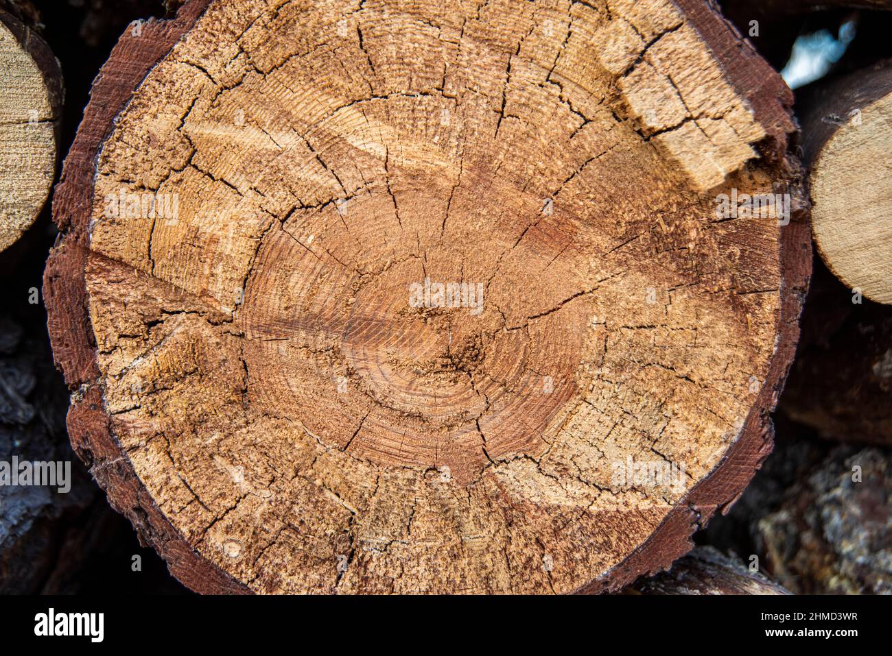 Tree slice hi-res stock photography and images - Alamy