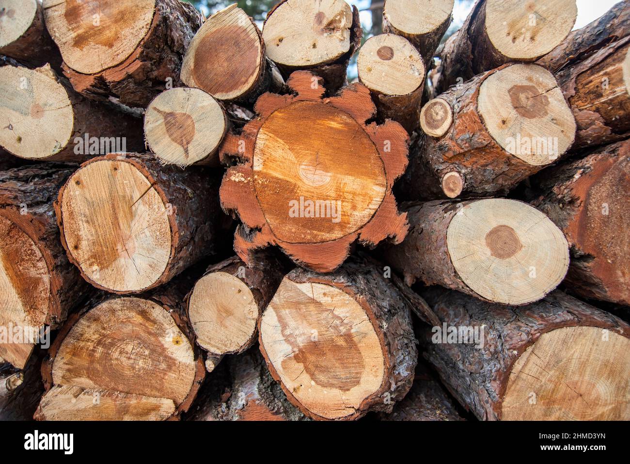 Fresh cut pine tree woods in the forest Stock Photo Alamy