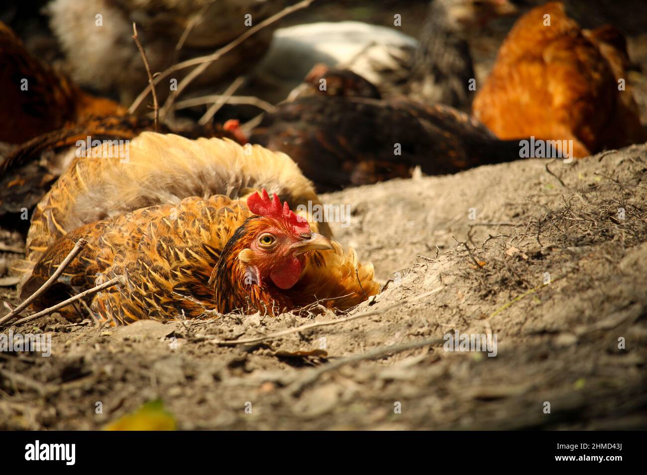 The brown chicken is rolling on the ground Stock Photo