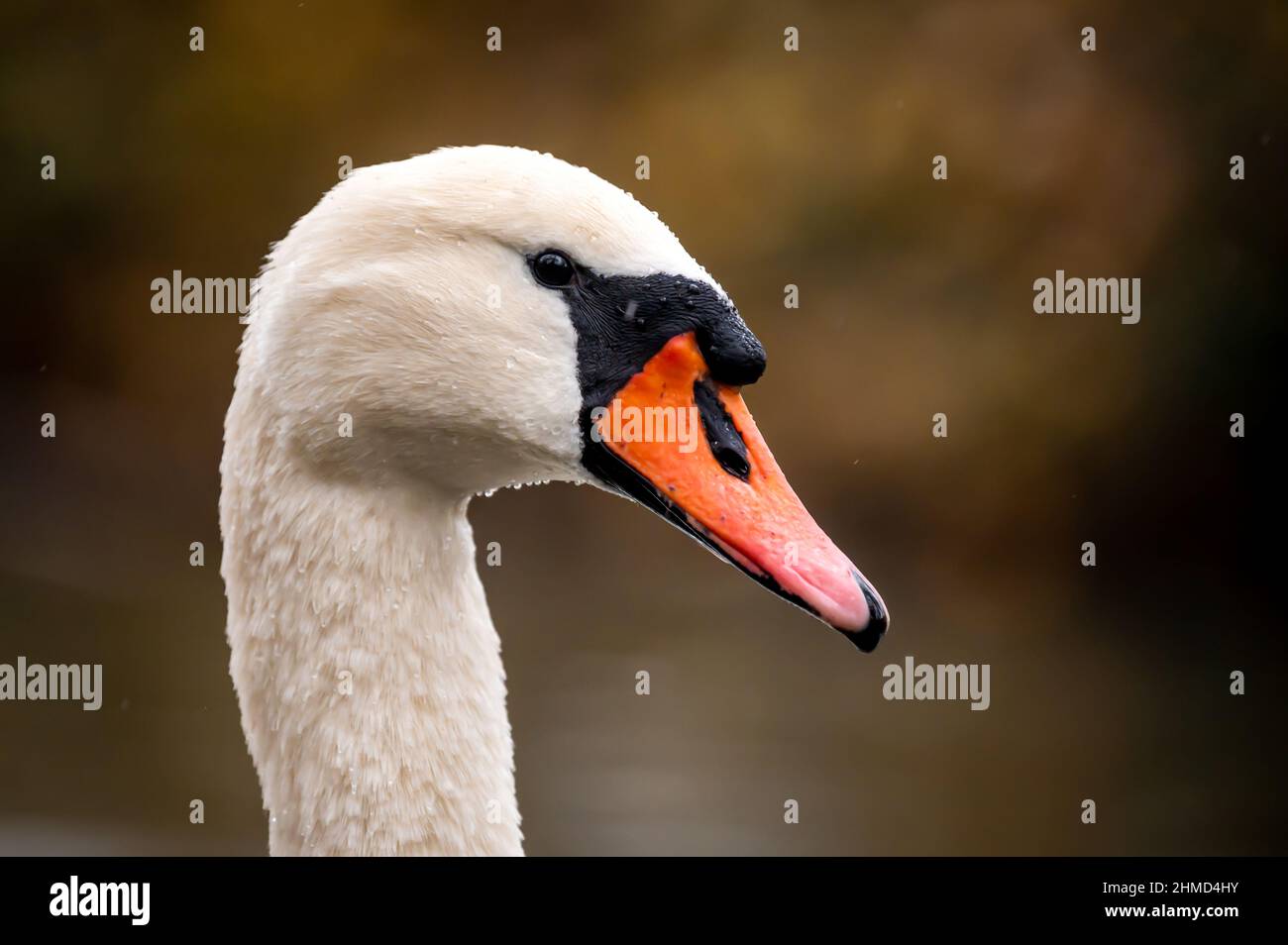Close up of a white swan. Portrait of mute swan. Cygnus olor. Beauty in nature. Stock Photo