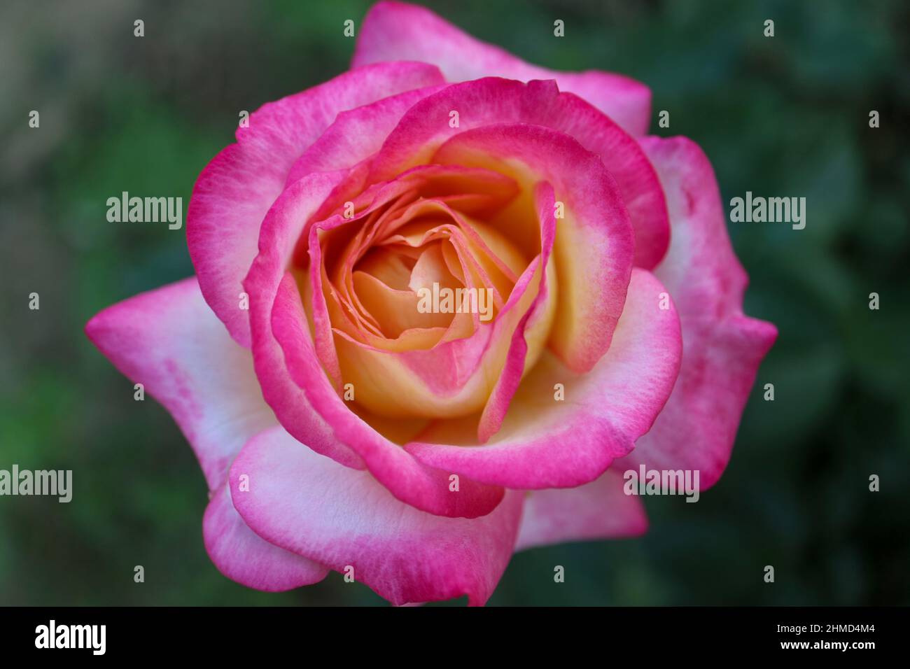 Rose with pink ,white  and yellow petals and green leaves, colorful rose in the garden, rose head macro, blooming flower, beauty in nature, floral Stock Photo