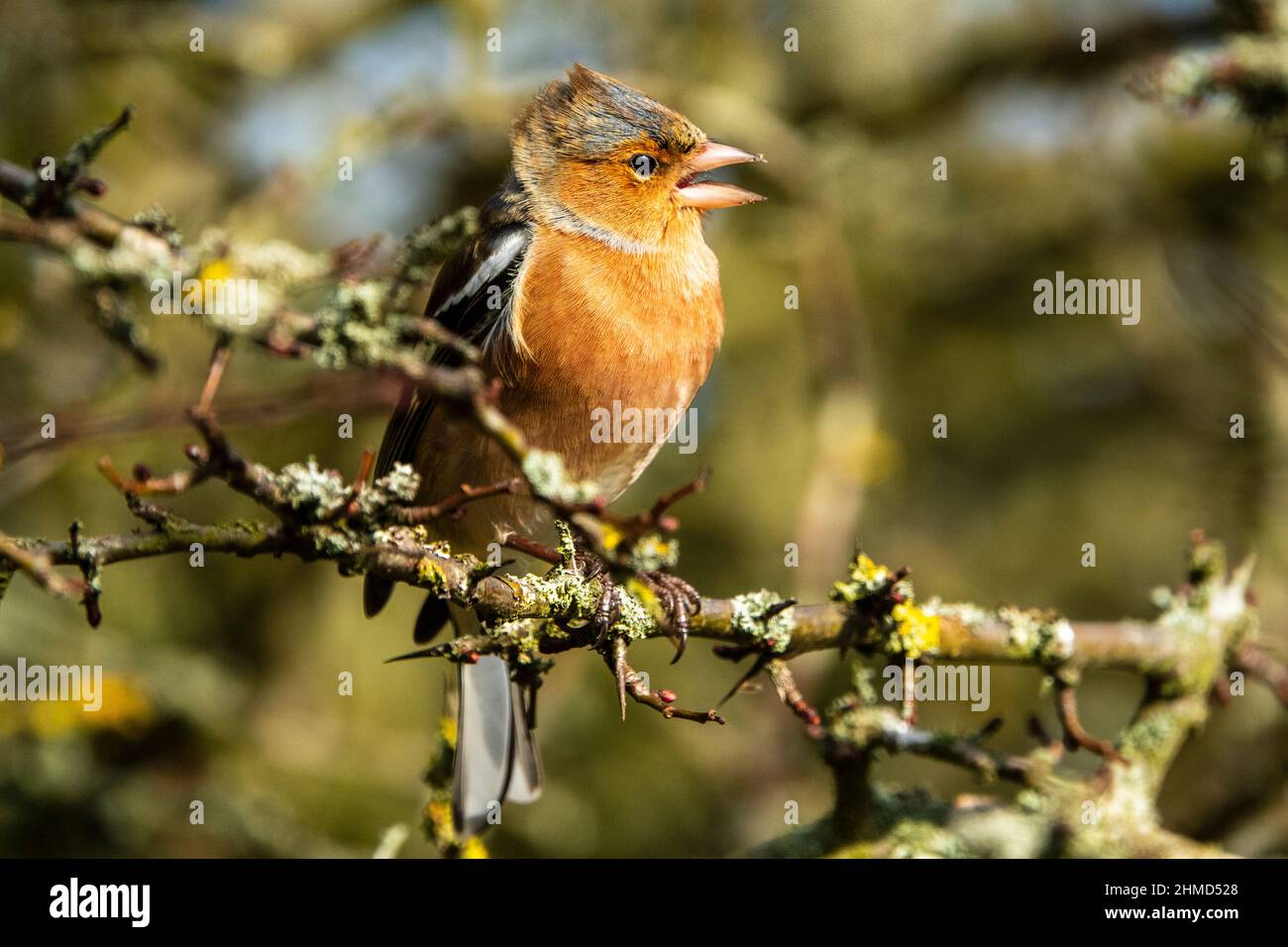 Common male chaffinch sitting on a small twig branch without leaf, Suffolk, UK Stock Photo