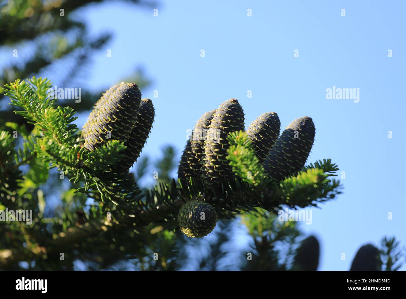A branch with silver fir cones, abies alba Stock Photo