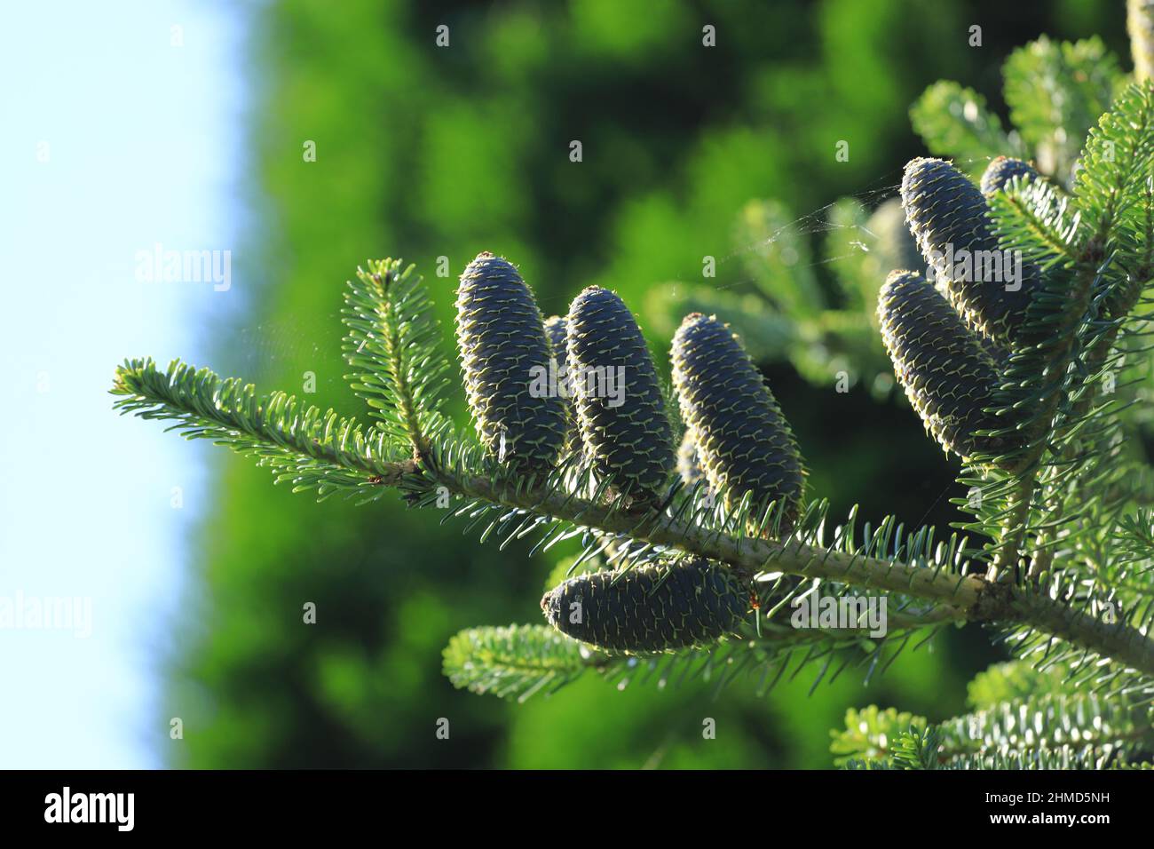 A branch with silver fir cones, abies alba Stock Photo