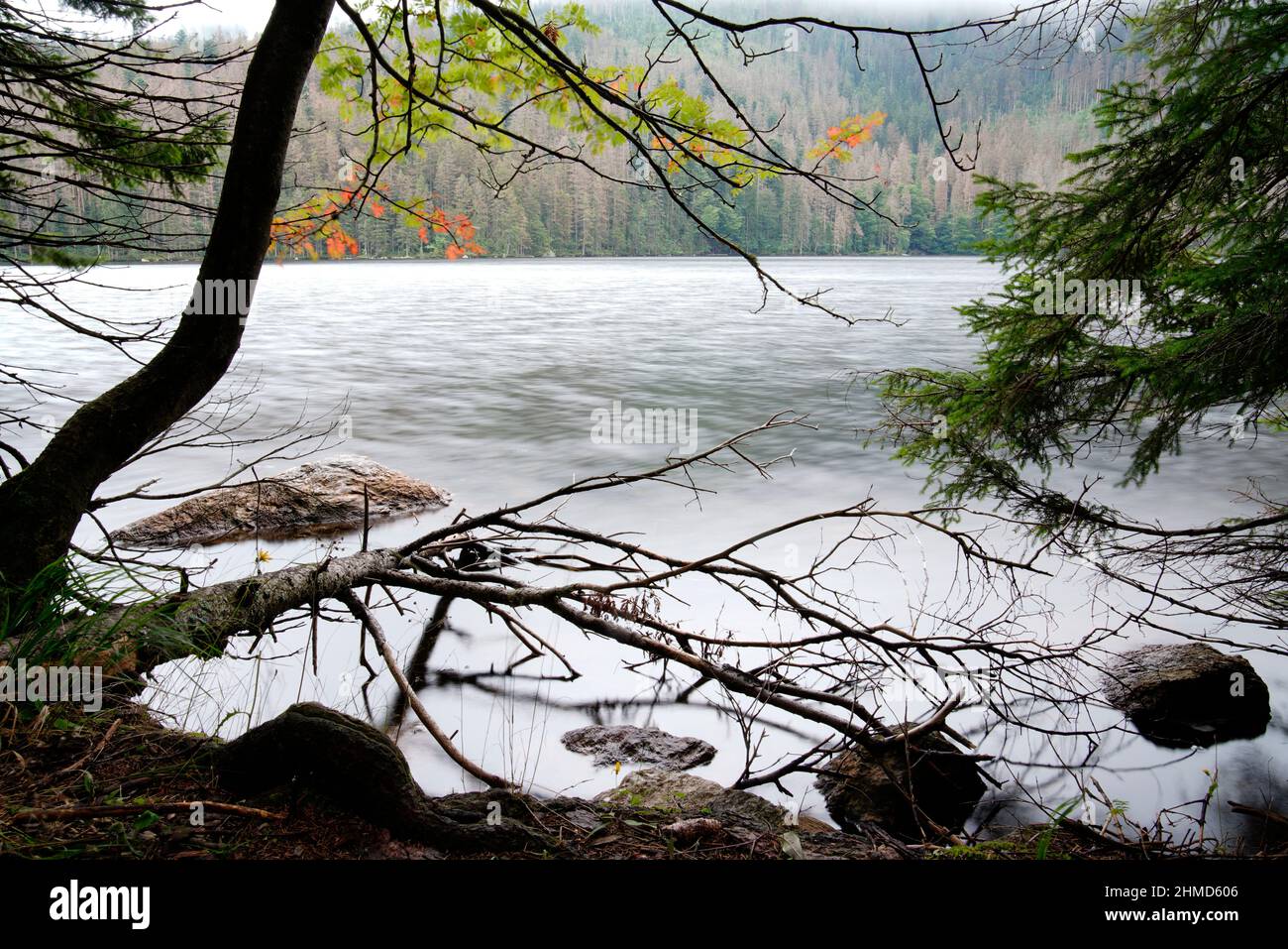 Black Lake, Black Lake, Bohemian Forest, Pilsen Region, Czech Republic Stock Photo