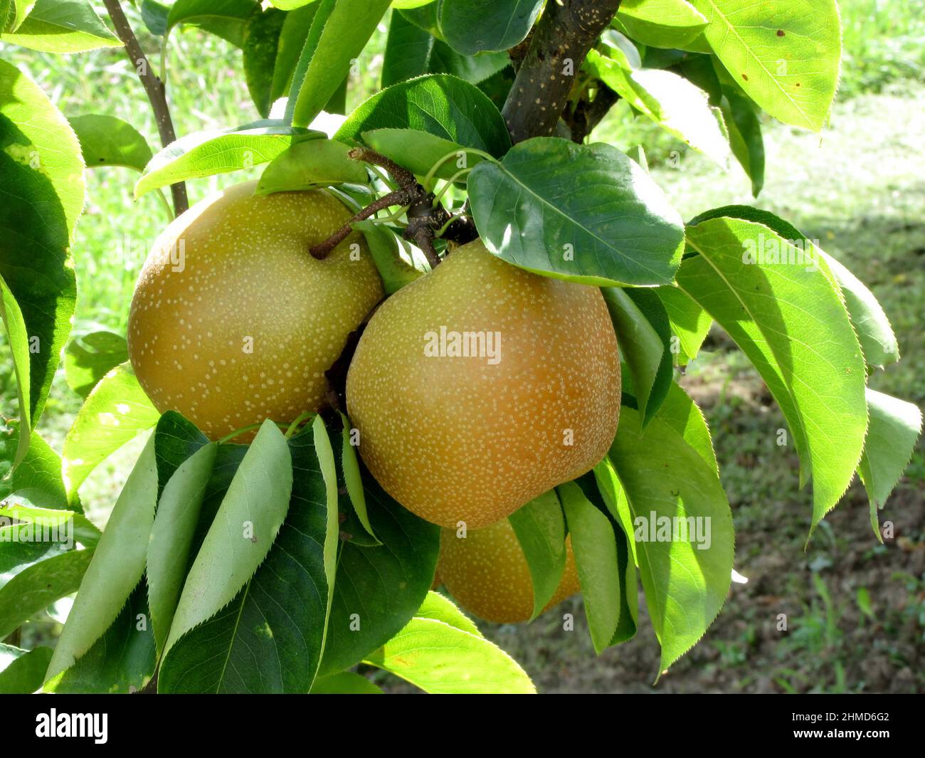 Apple pear on tree branches Stock Photo