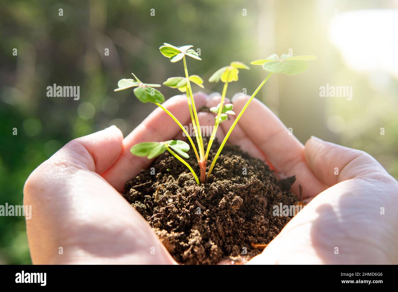 Hands holding young plant on blur green nature background and sunslight ...