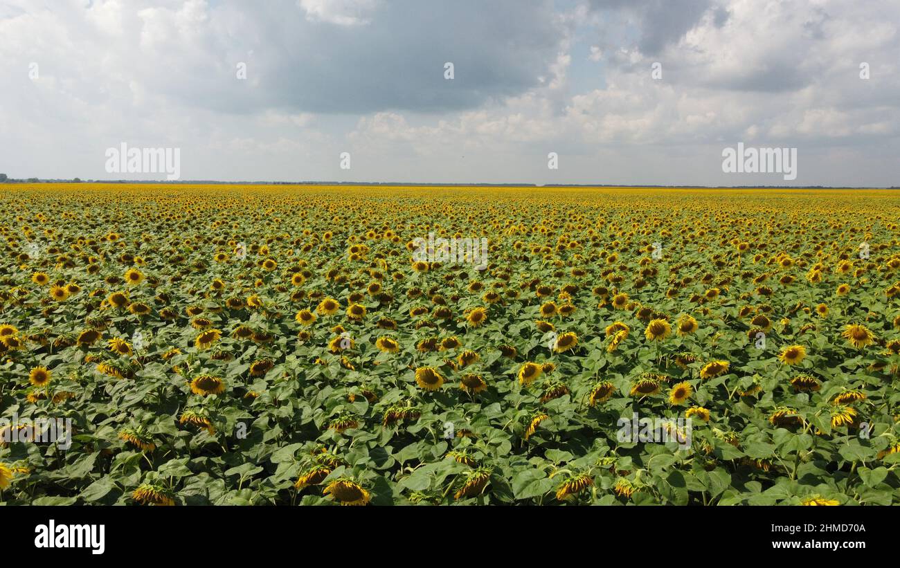 A field of sunflowers under a cloudy sky Stock Photo - Alamy