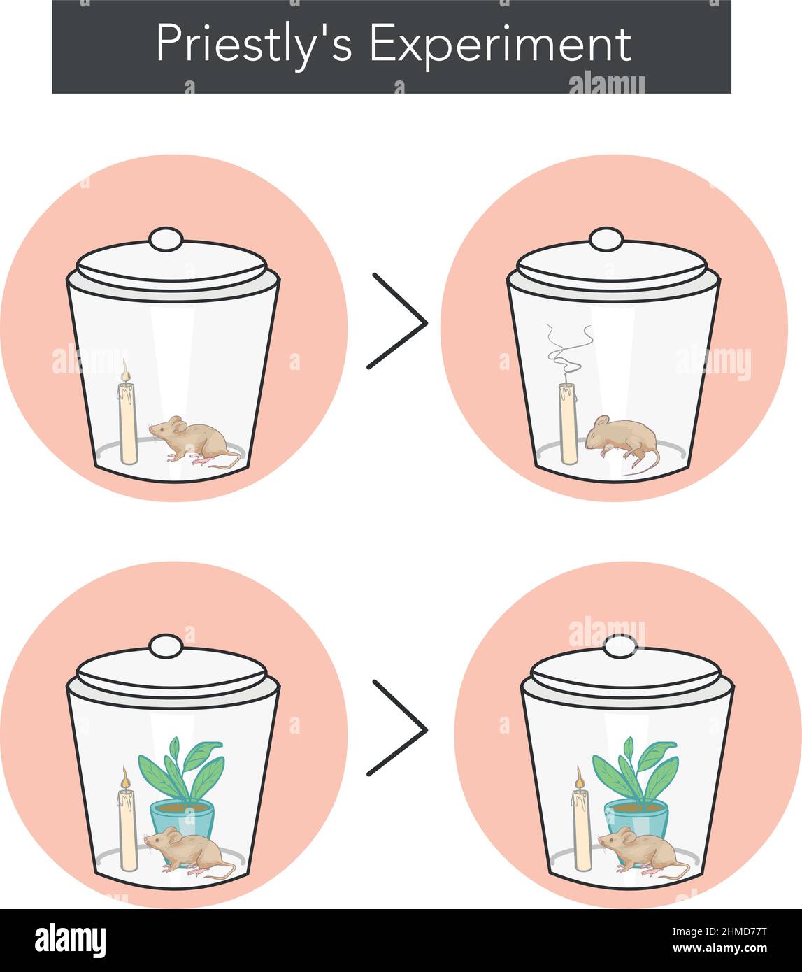 Priestley Experiment of Photosynthesis] vector ]illustra[tion Stock Vector