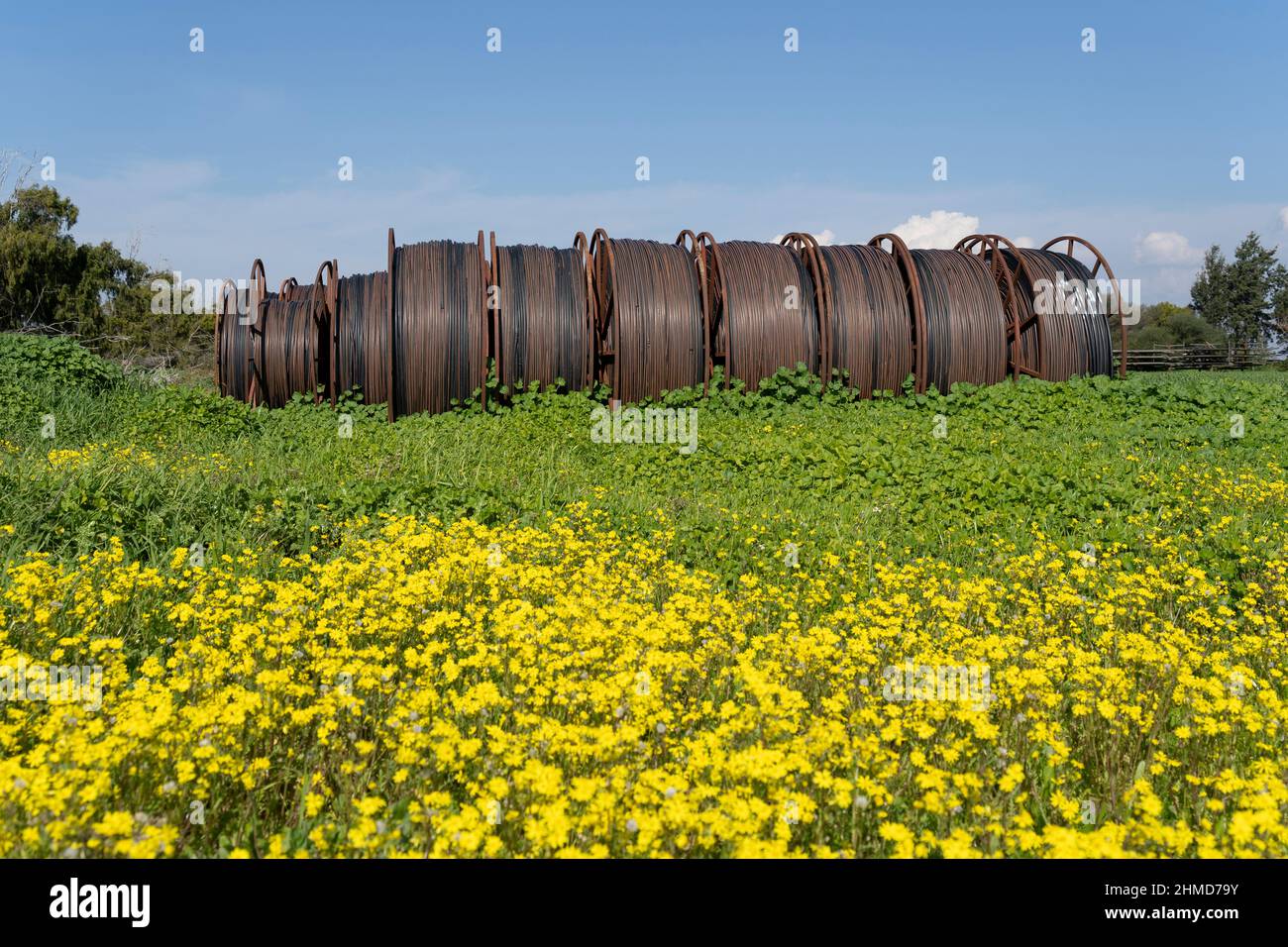 Irrigation pipes in a green field with yellow blooms Stock Photo Alamy