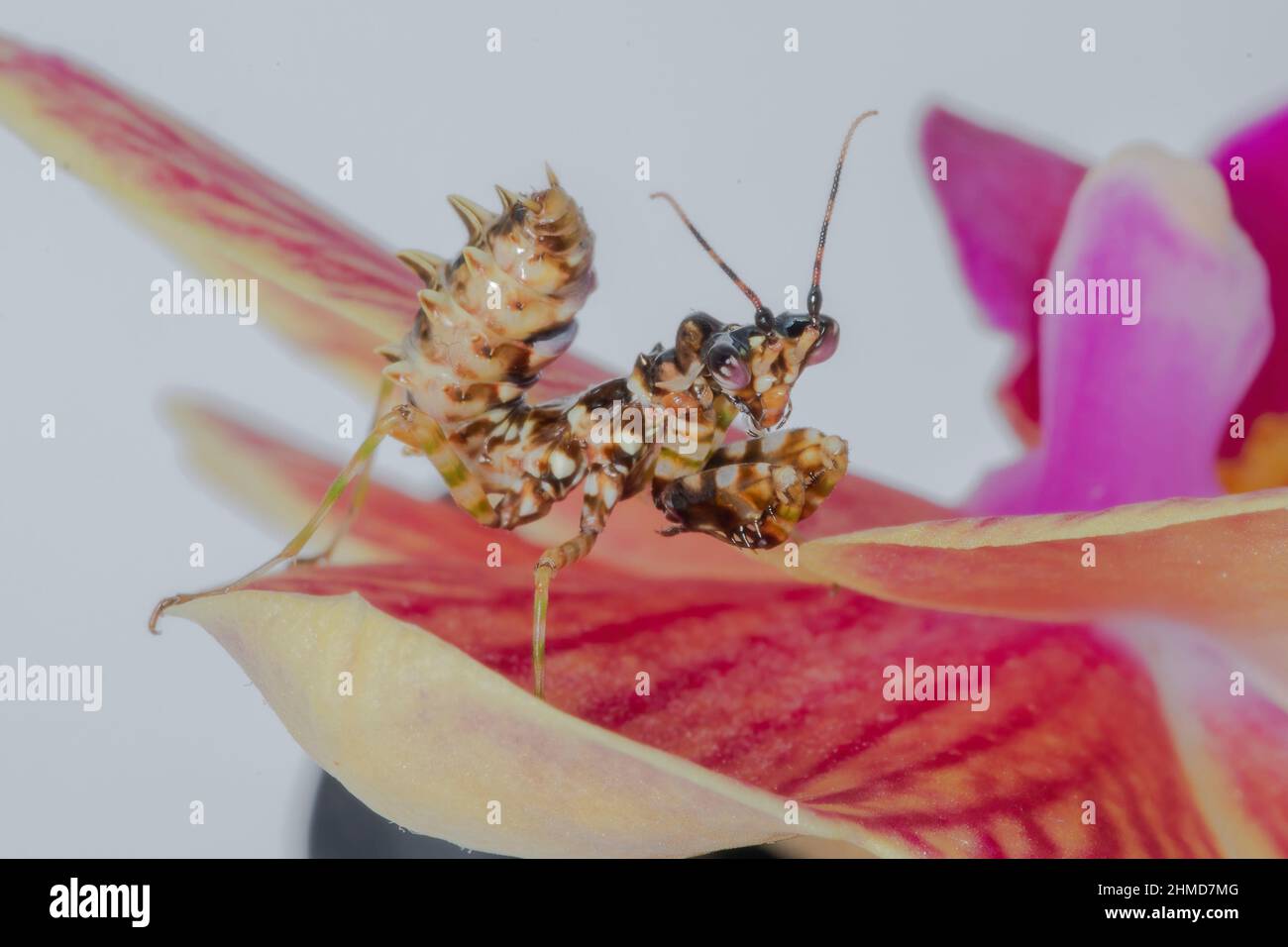 A close up of a Spiney Flower Praying Mantis nymph, on an orchid blossom. Stock Photo