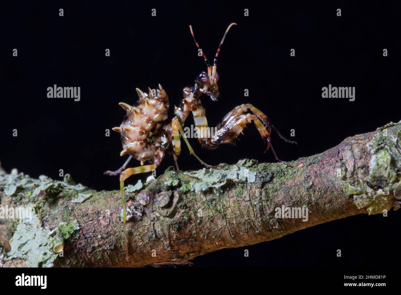 A close up of a L3 Spiney Flower Mantis nymph, crawling across a moss covered branch Stock Photo