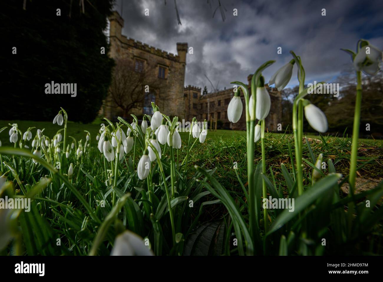 Burnley, Lancashire, UK, Wednesday February 09, 2022. A crop of Snowdrops in bloom in front of the historic Towneley Hall in Burnley, Lancashire. Credit: Paul Heyes/Alamy News Live Stock Photo
