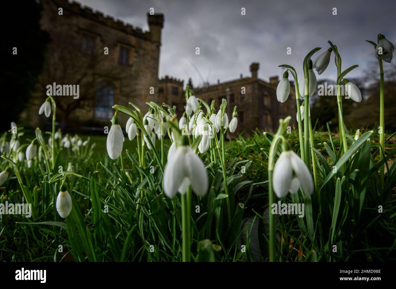 Burnley, Lancashire, UK, Wednesday February 09, 2022. A crop of Snowdrops in bloom in front of the historic Towneley Hall in Burnley, Lancashire. Credit: Paul Heyes/Alamy News Live Stock Photo