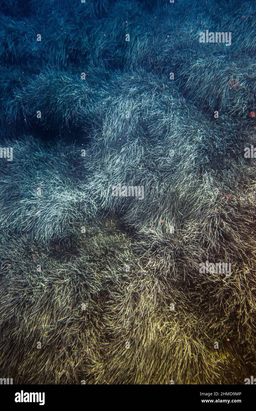 Sea grasses at bottom of ocean floor Stock Photo