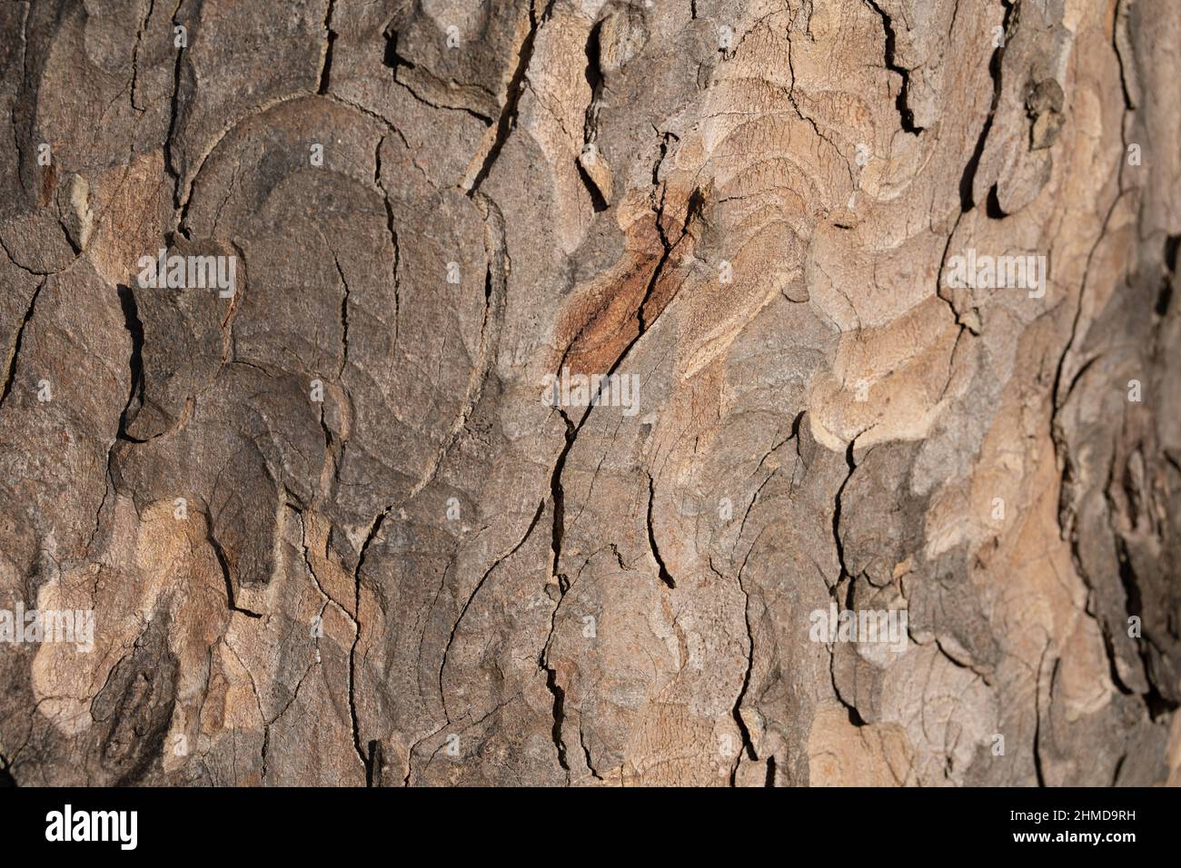 A sturdy tree has textured and patterned bark. Stock Photo