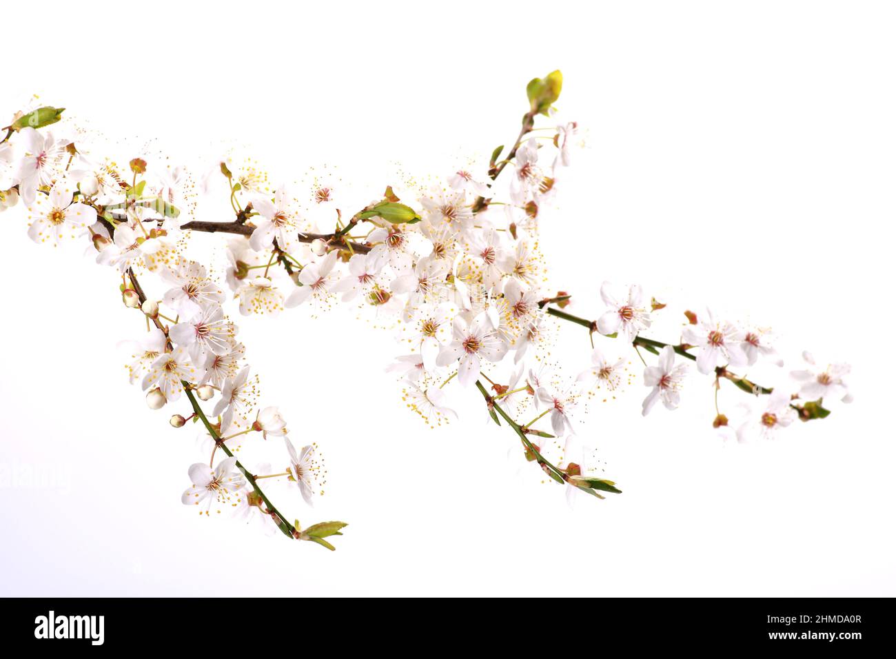 Blooming plum tree closeup. Spring white flowers. Plum-tree branch covered with white flowers and new foliage on white background. Stock Photo